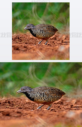 ŮԽֹ buttonquail