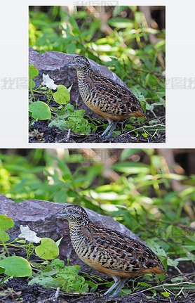 Խֹ buttonquail