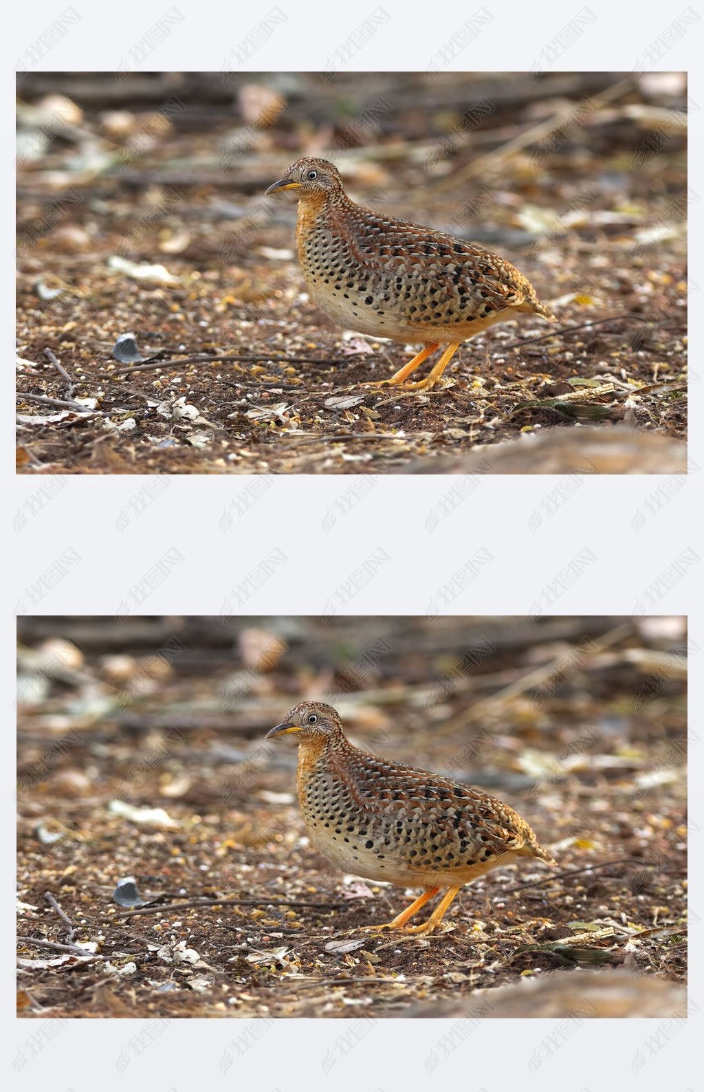  Buttonquail Turnix tanki ̩