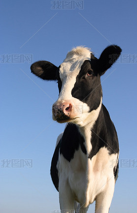 vache 