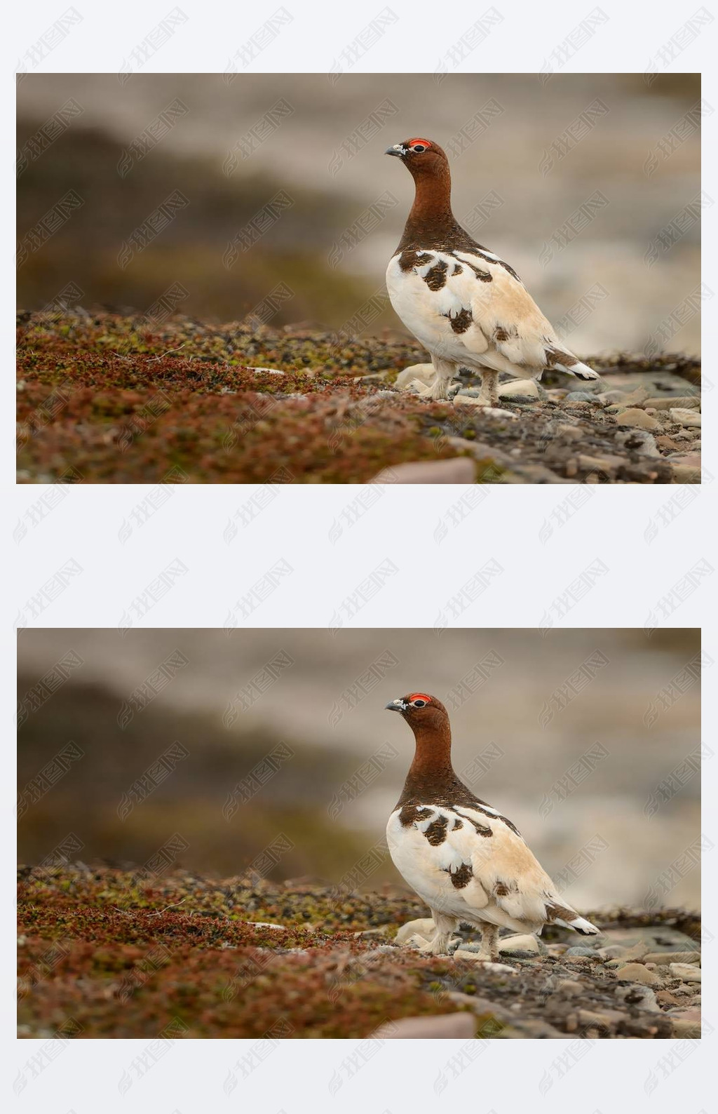  Ptarmigan-lagopus lagopus