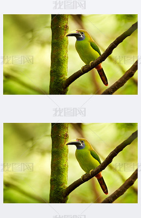  Toucanet, Aulacorhynchus caeruleogularis˹Сľȴɭе.