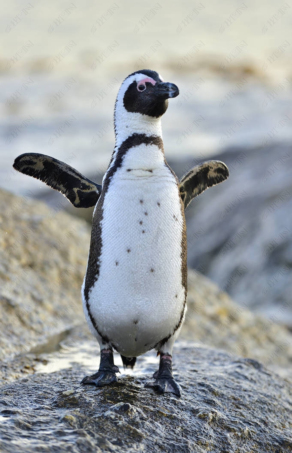 非洲企鹅在海边非洲企鹅spheniscusdemersus在南非开普敦的西蒙斯镇