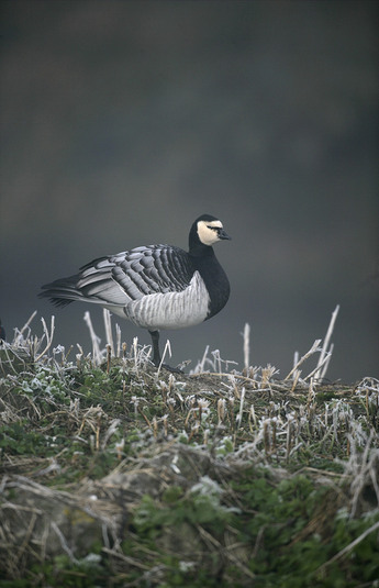 白额黑雁brantaleucopsis