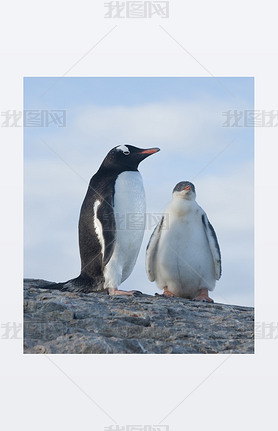 СŮ gentoo .