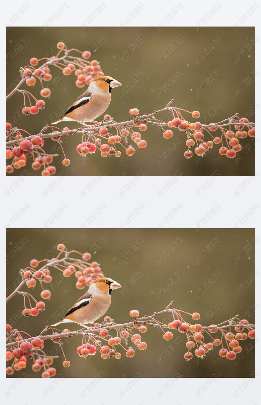 Hawfinch (ͨ¸ͨ¸)