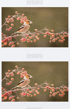 Hawfinch (ͨ¸ͨ¸)