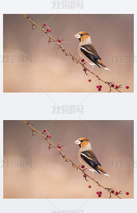 Hawfinch (Coccothraustes Coccothraustes) ֦, ɫС, ֦ͷ, ֦Ϲ, ŷ, ݿ˹͹, Ħ 