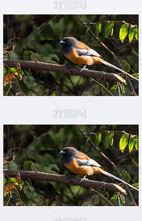 rufous treeepie  dendrocitta vagabunda Ϣӡȵ֦