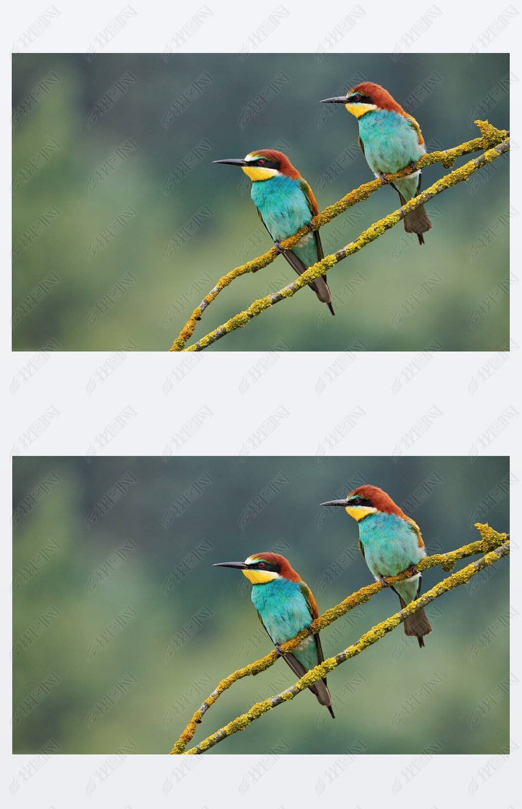 ɫŷ޷ʳ (Merops apiaster) ϢһС֦.