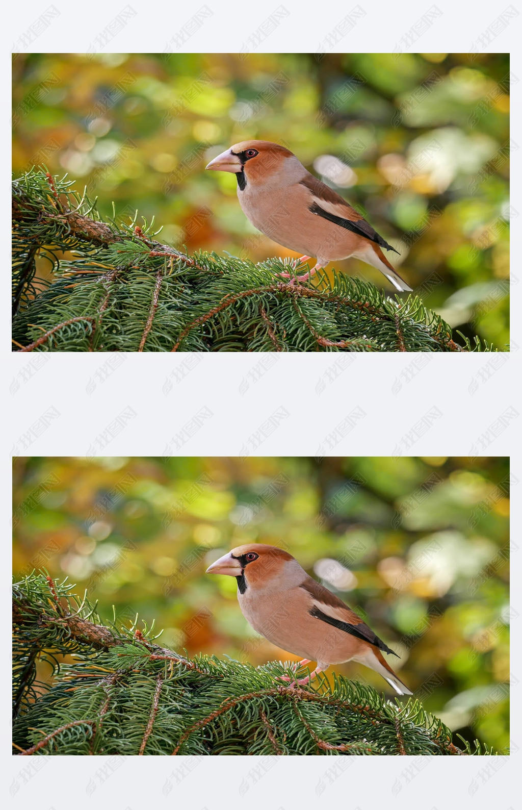  Hawfinch (Coccothraustes Coccothraustes), ɭб