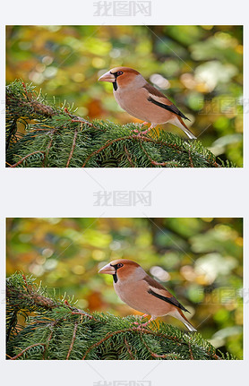  Hawfinch (Coccothraustes Coccothraustes), ɭб