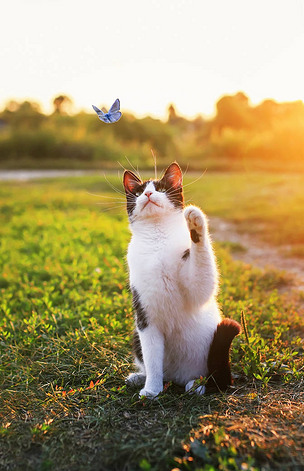 可爱的小猫在阳光明媚的草地上捕捉一个小蓝色蝴蝶 wi