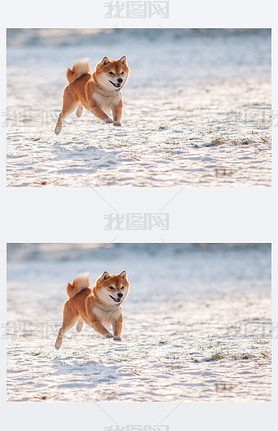  shiba inu ѩ