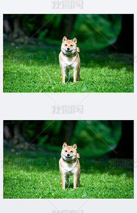 Shiba inu Фļ