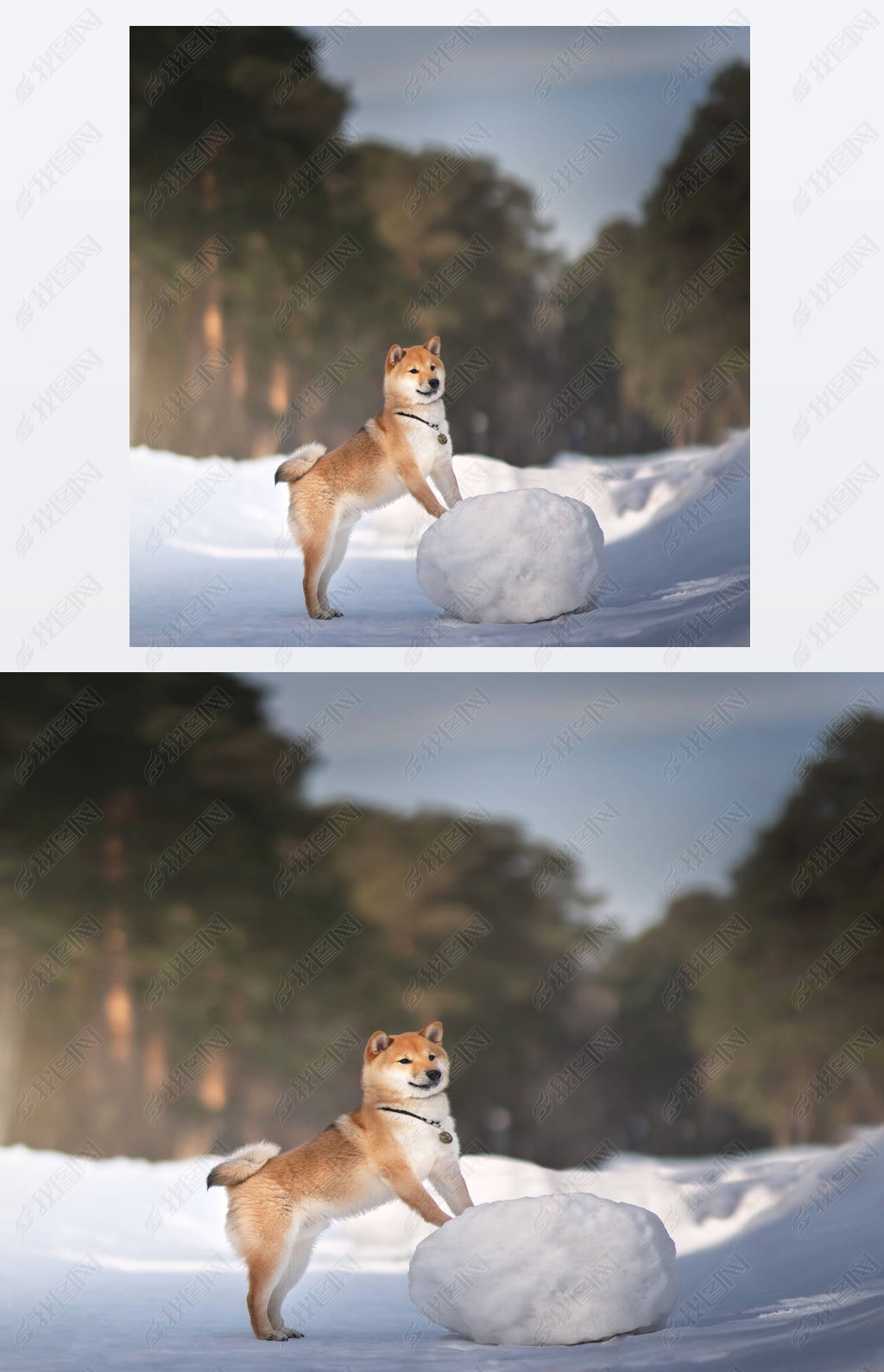 Shiba Inu 