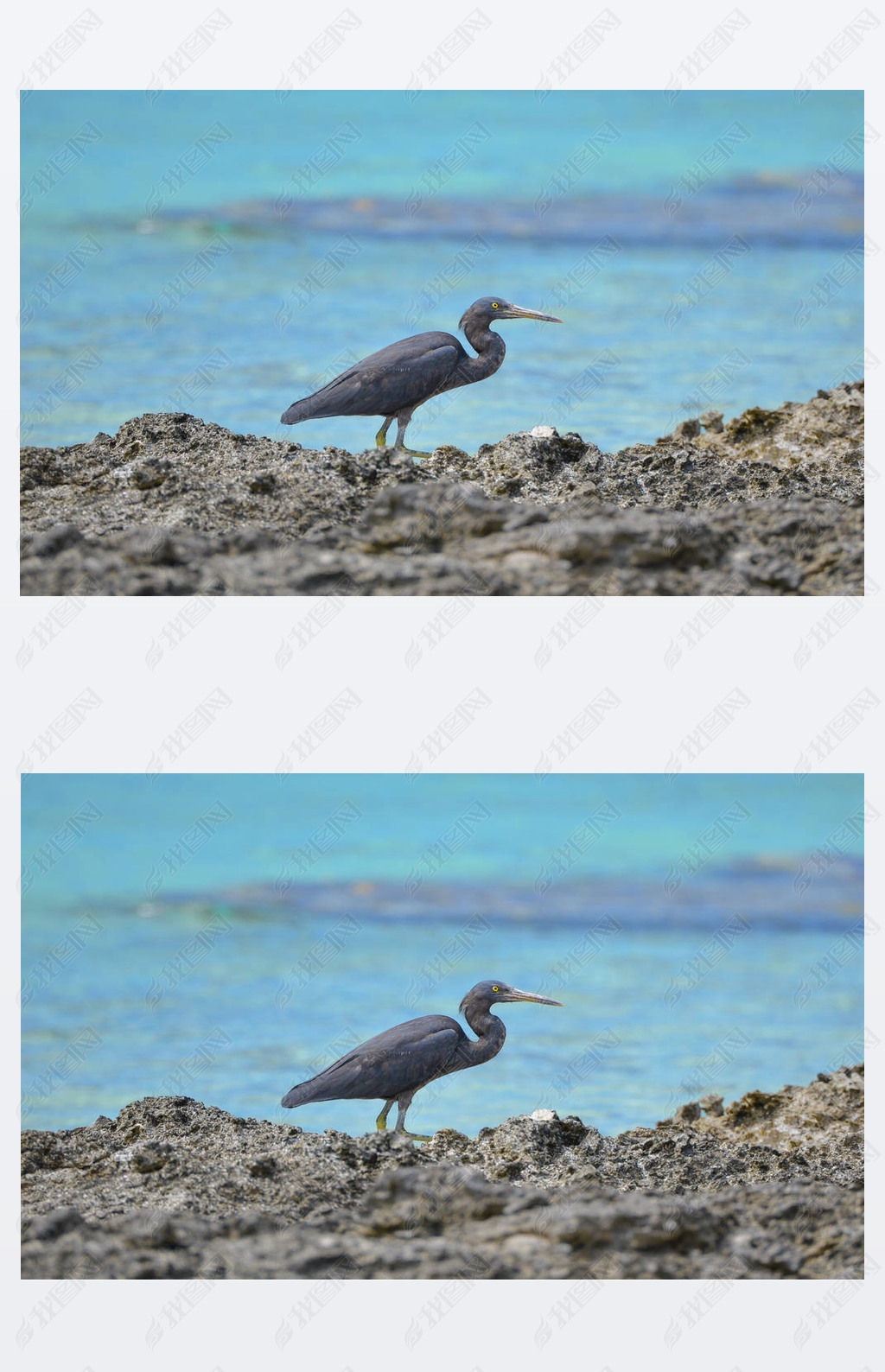      ̫ƽ󽸲, ɫ egretta sacra, , tetiaroa  