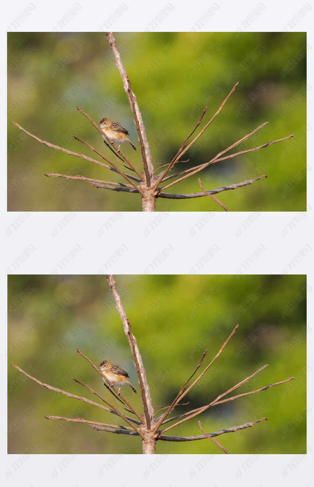 ڽͷ Cisticola Сȸ֦Ϣ