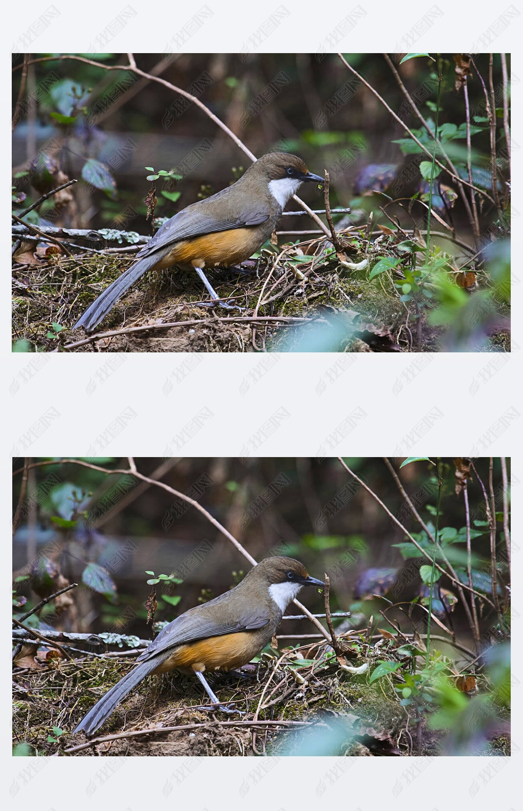 ɫ laughingthrush, Garrulax albogularis, Sattal, °״̬ӡ