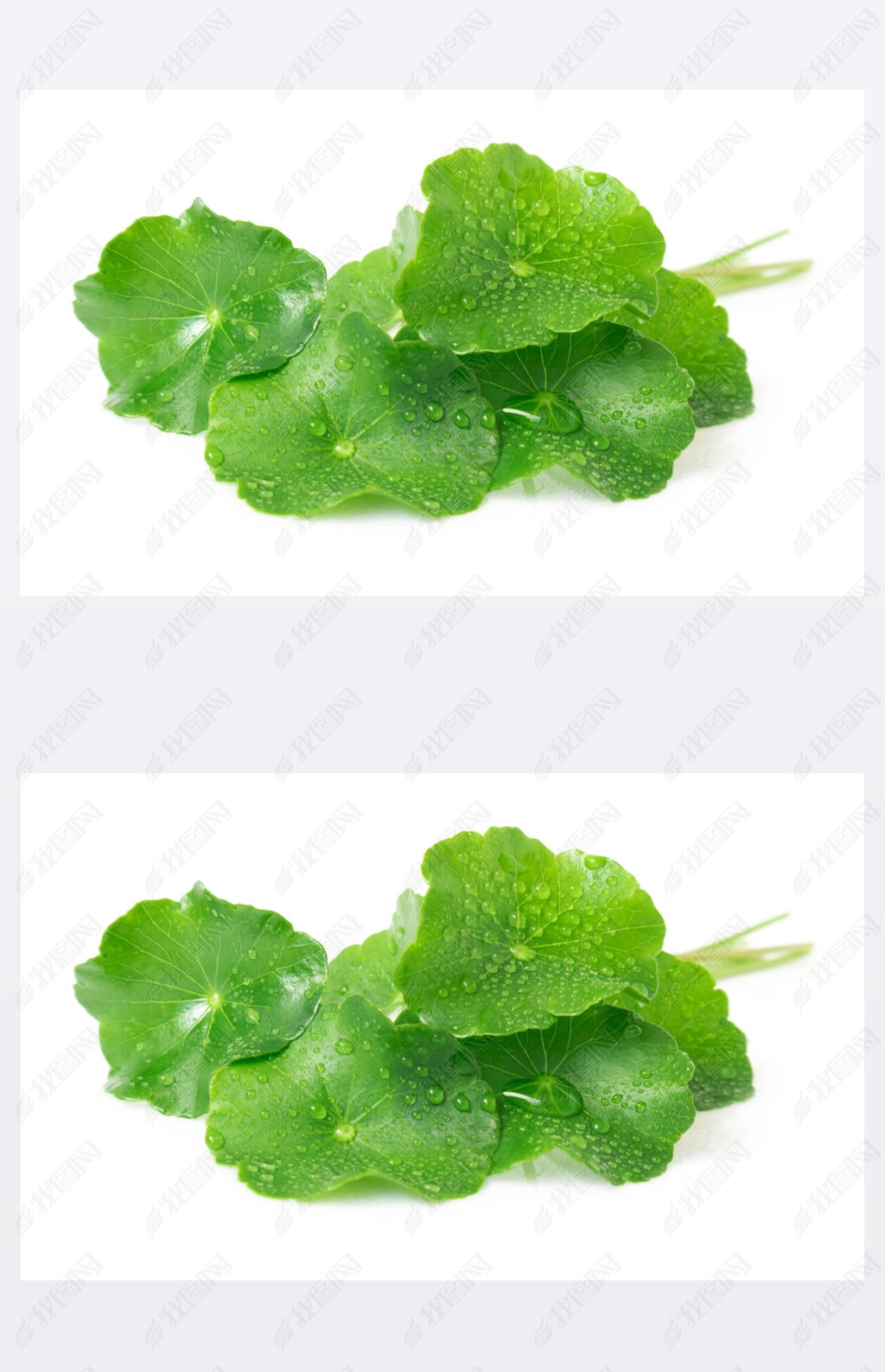 дҶ׹  pennywort ӡ pennywort o