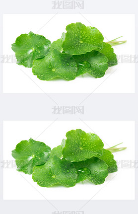 дҶ׹  pennywort ӡ pennywort o