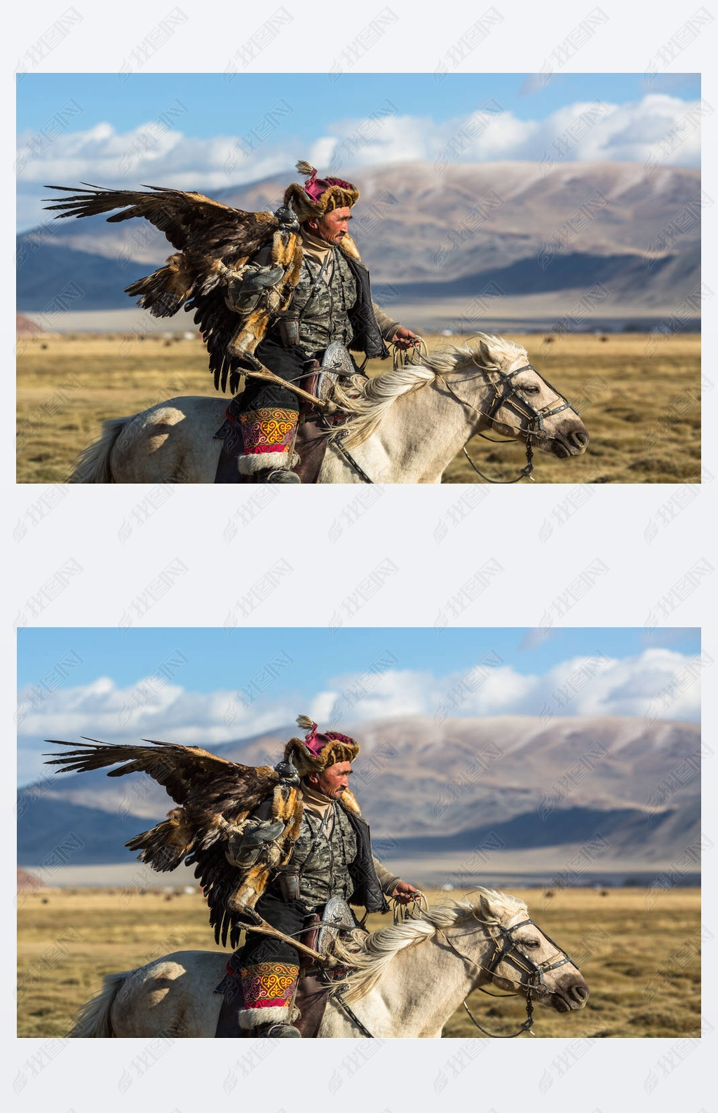 老鹰猎人当狩猎对野兔在他的胳膊拿着一只金黄老鹰在西部蒙古的沙漠山