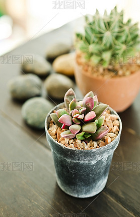 ֲ-echeveria runyonii õ