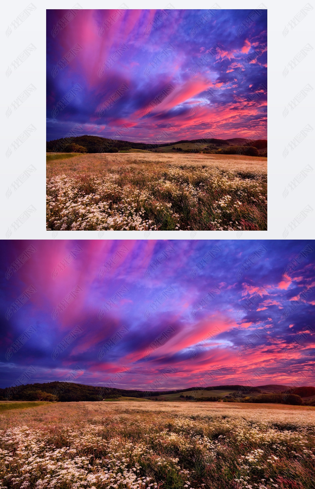 Colourful sunrise over blossoming meadows