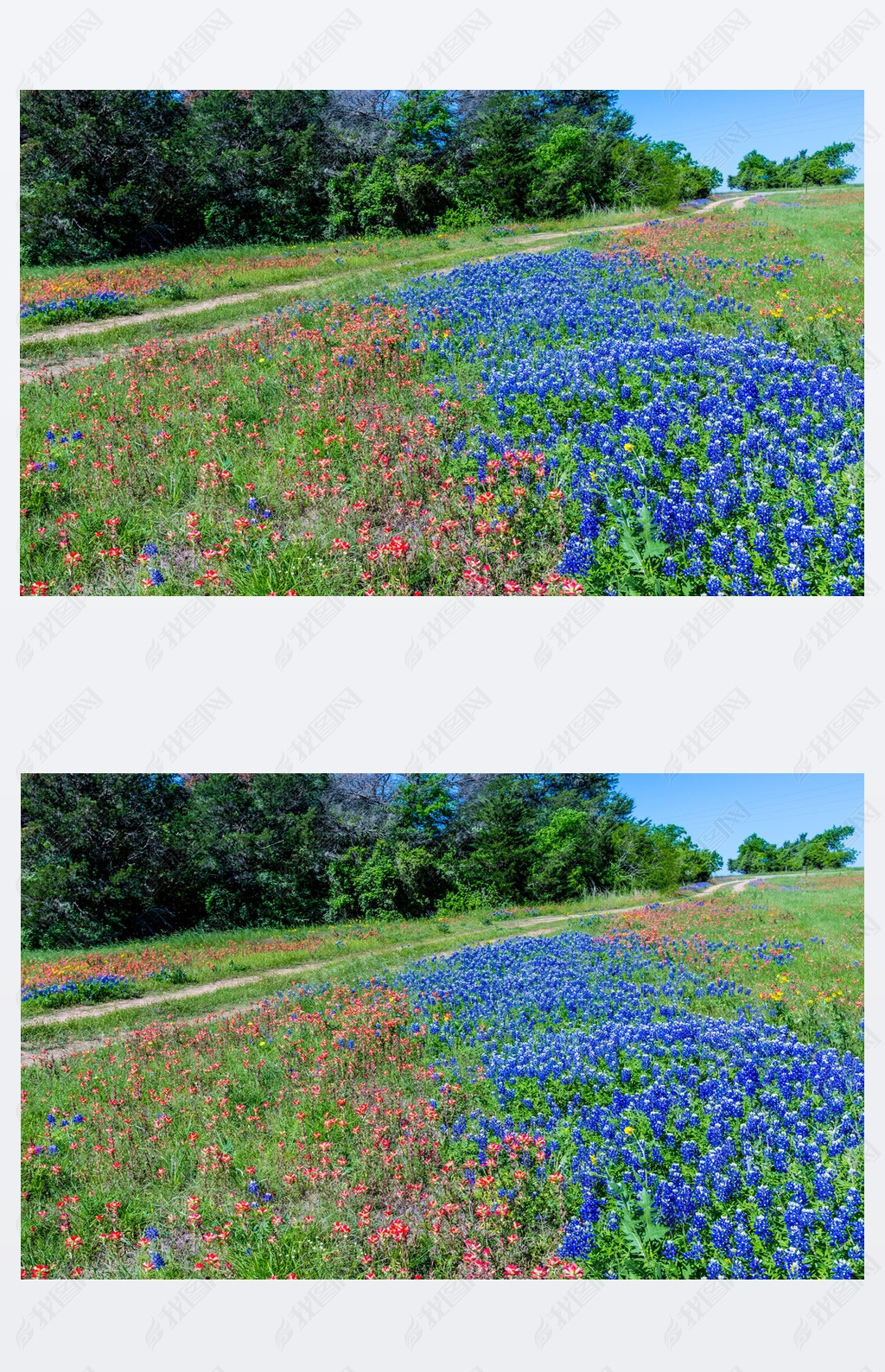 Ұ Bluebonnets ũÿ˹ֶ.