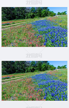 Ұ Bluebonnets ũÿ˹ֶ.