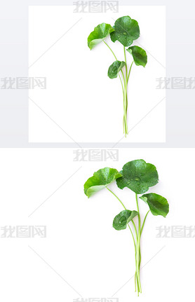 дҶ׹  pennywort ӡ pennywort o