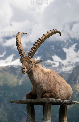 ɽȿ˹ (capra ibex), ҲΪء¡˹ɽϵ steinbock  bouquetin, ʷ塢˹˹