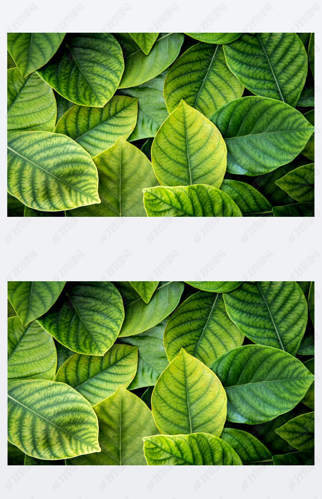 原创新鲜的热带绿色叶子背景版权可商用
