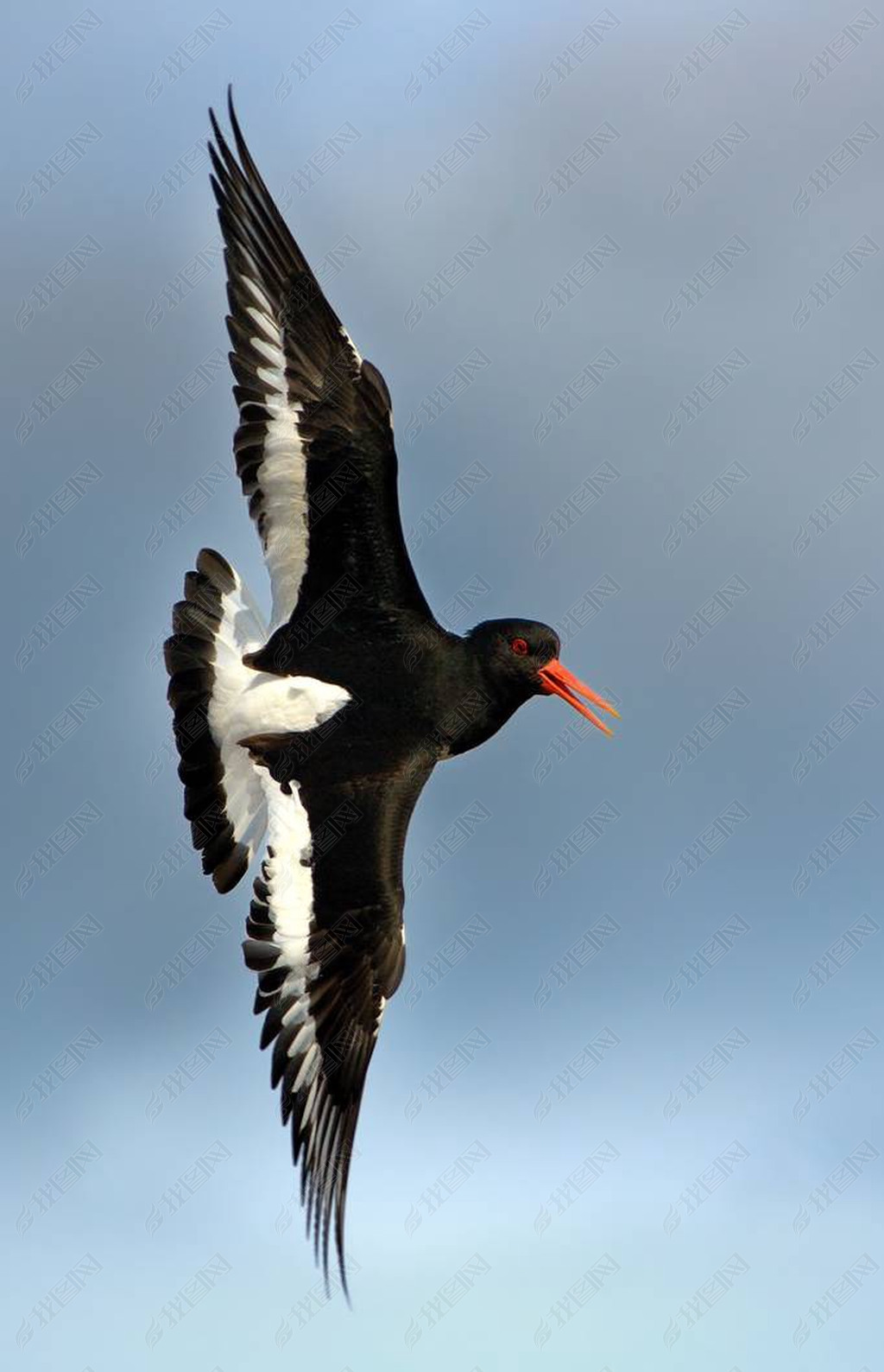 Ųе Europian Oystercather (Haematopus opפ Europian)