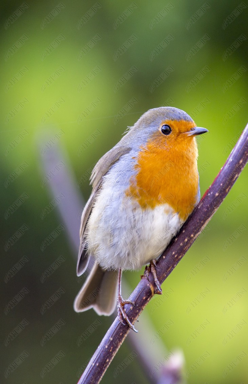 ޱٰ (Erithacus rubecula)