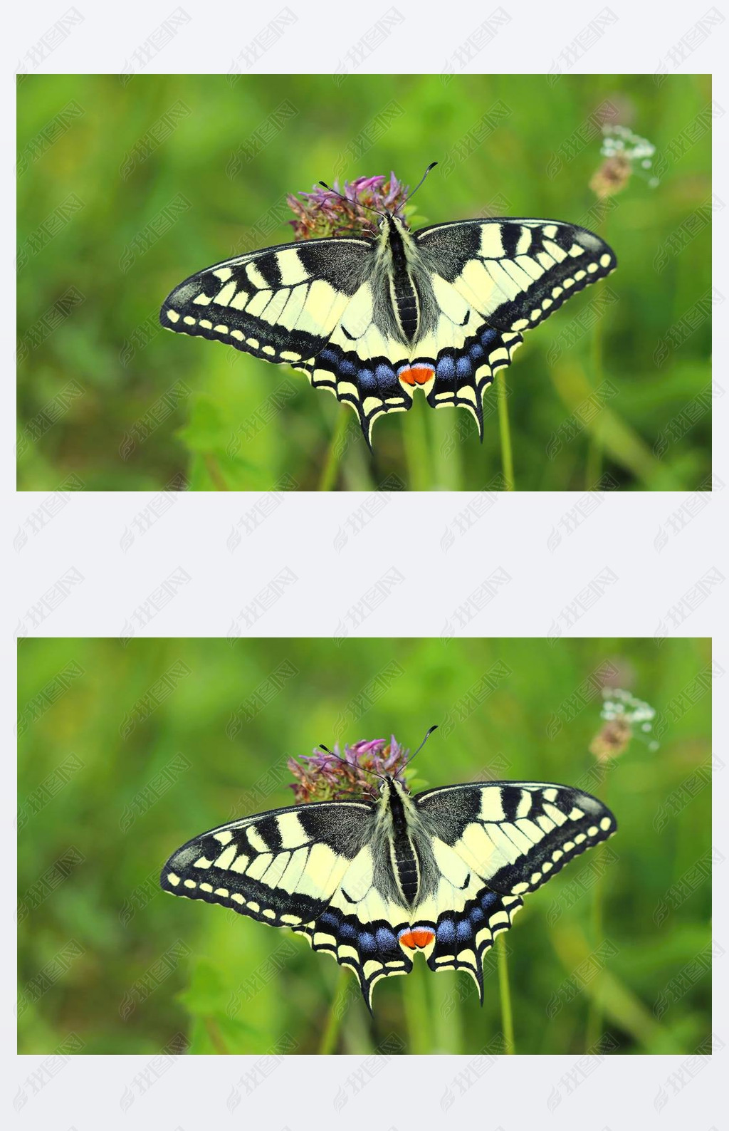 ķ machaon