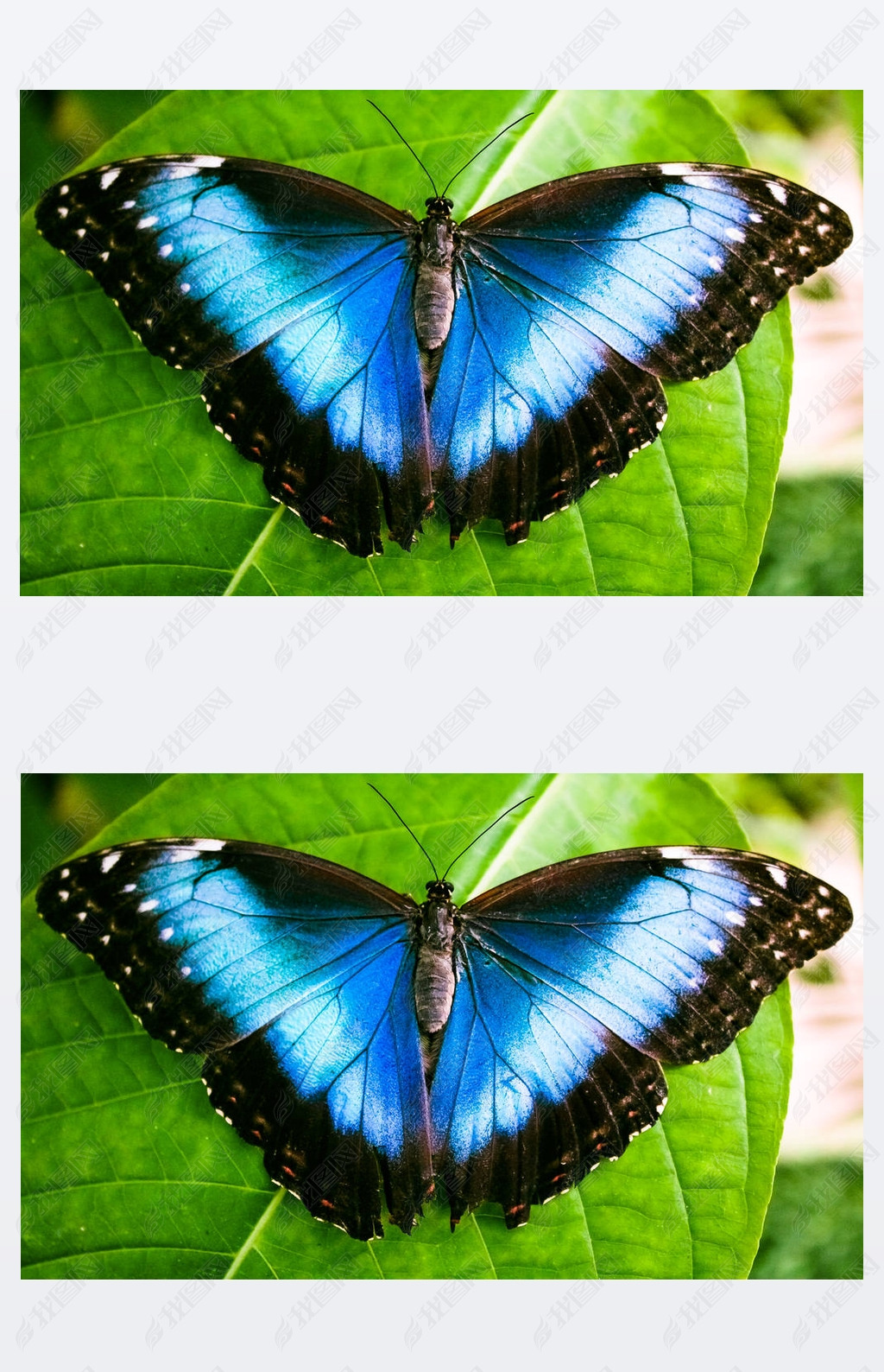  (Morpho peleides)