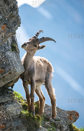 ĸɽ ibex