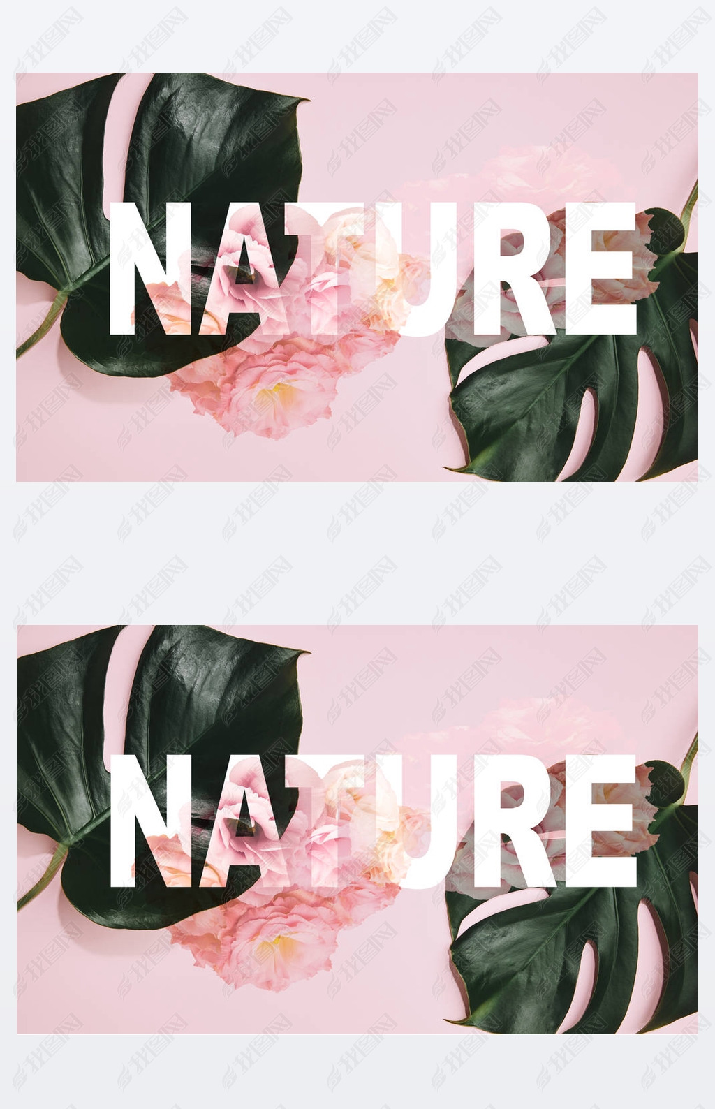 top view of monstera lees on pink background with roses illustration and nature lettering