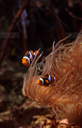 С㣬Amphiprioninae Ӿ