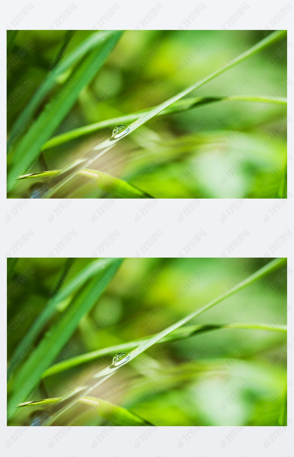 Macro image of water drop on the green grass