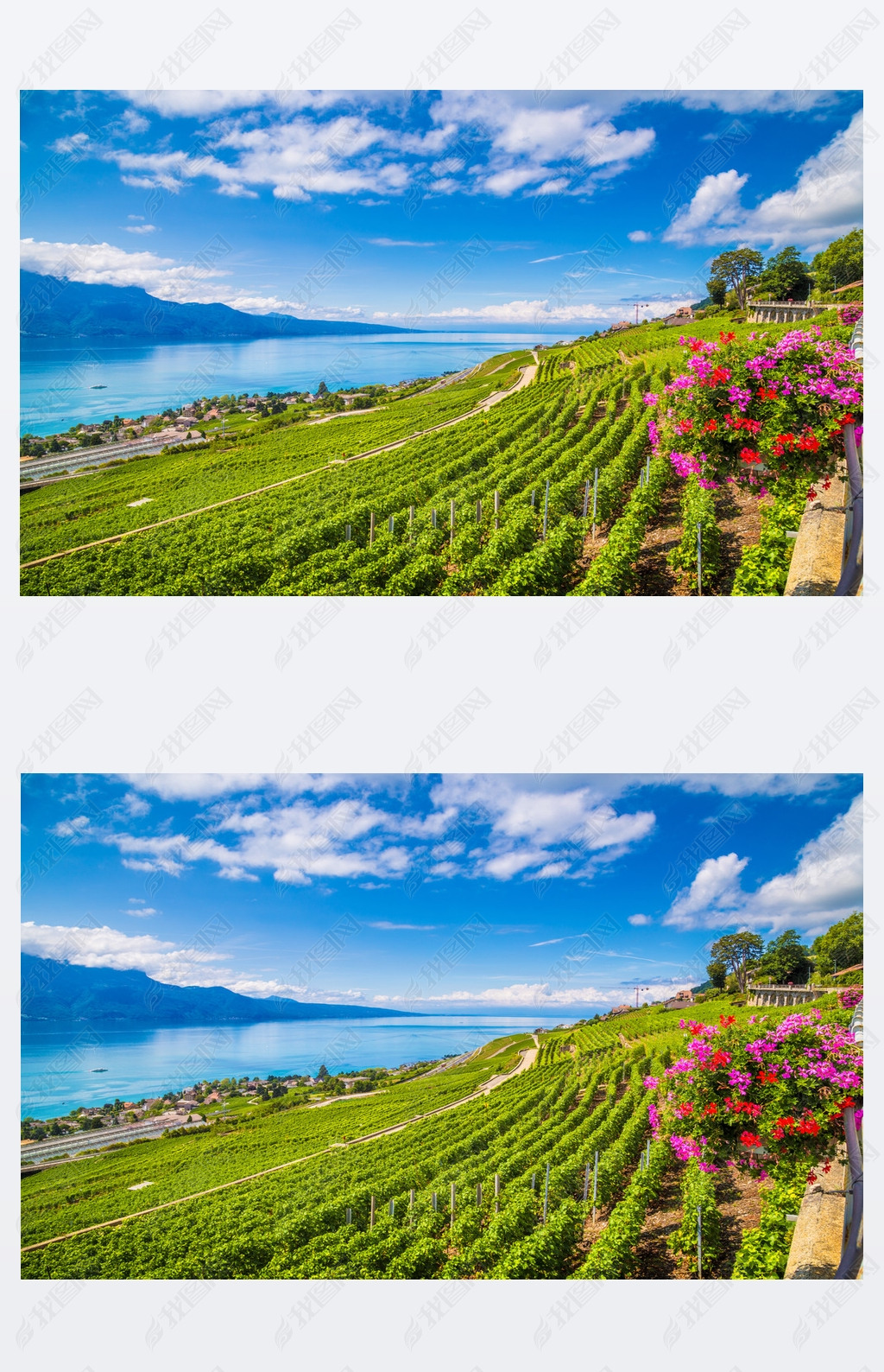 Beautiful Laux wine region at Lake Geneva, Canton of Vaud, Switzerland