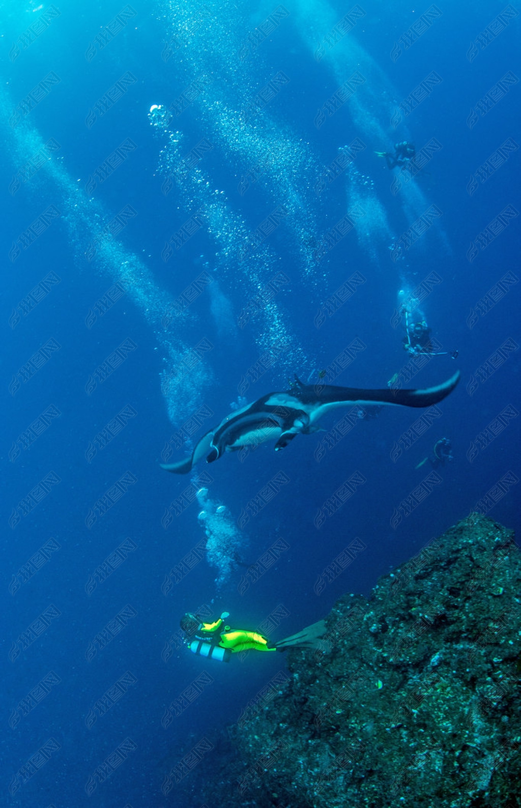 Manta Ray - Scuba diving