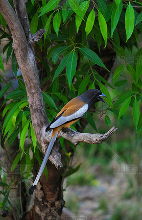 ɫ treepie  Dendrocitta vagabunda, Ranthambhore ϻ, ˹̹, ӡ