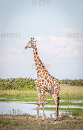 A Giraffe standing in the grass. 