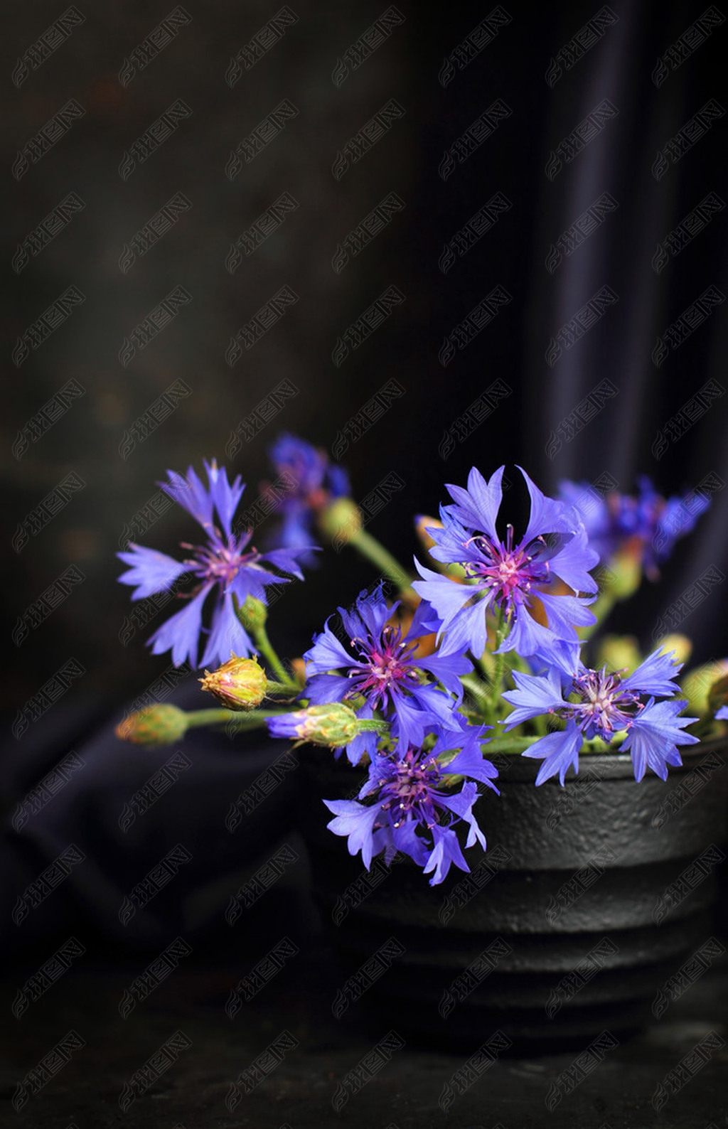 cornflowers on a dark background