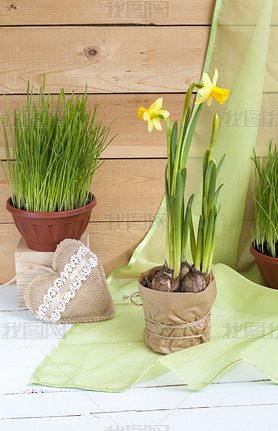 Yellow daffodil (narcissus) and fresh herbs in pots and handmade Valentines Day hearts on a light wo