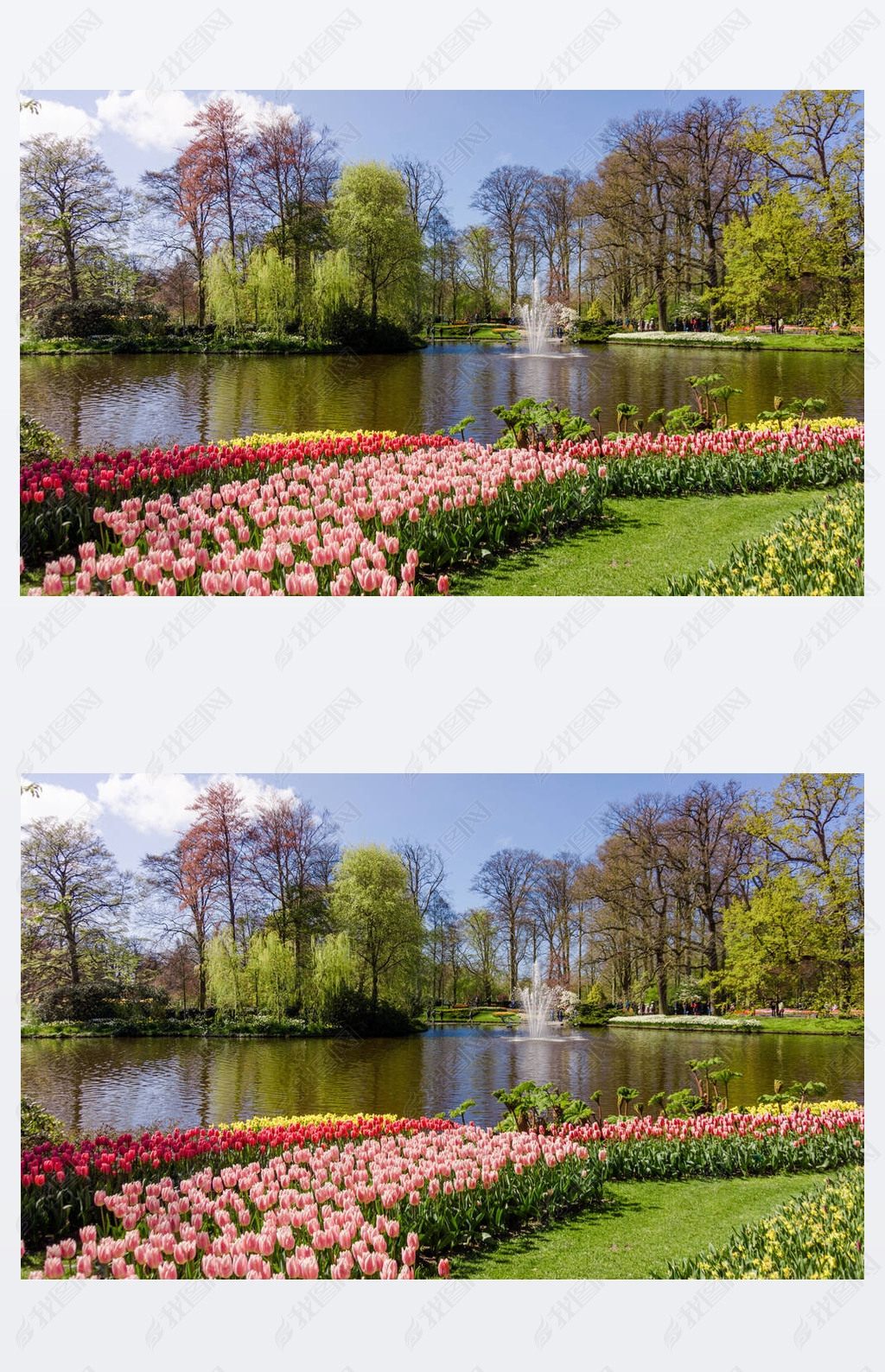 Keukenhof, Lisse, Netherlands - April 18, 2016: Keukenhof park in Amsterdam area, Netherlands. Keuke