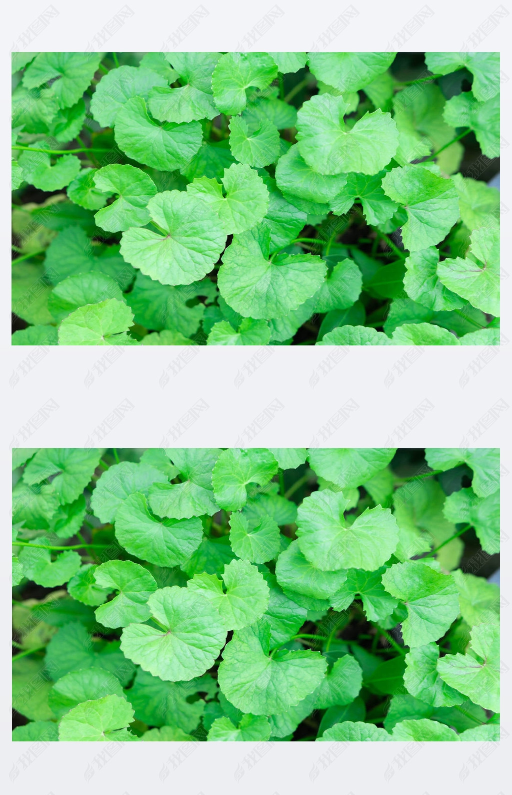 ,  pennywort, ӡ pennywort ̫, ҩҽѧ, ѡԽдҶ