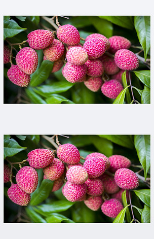 原创挂在绿树上的新鲜芦荟果实早午餐版权可商用